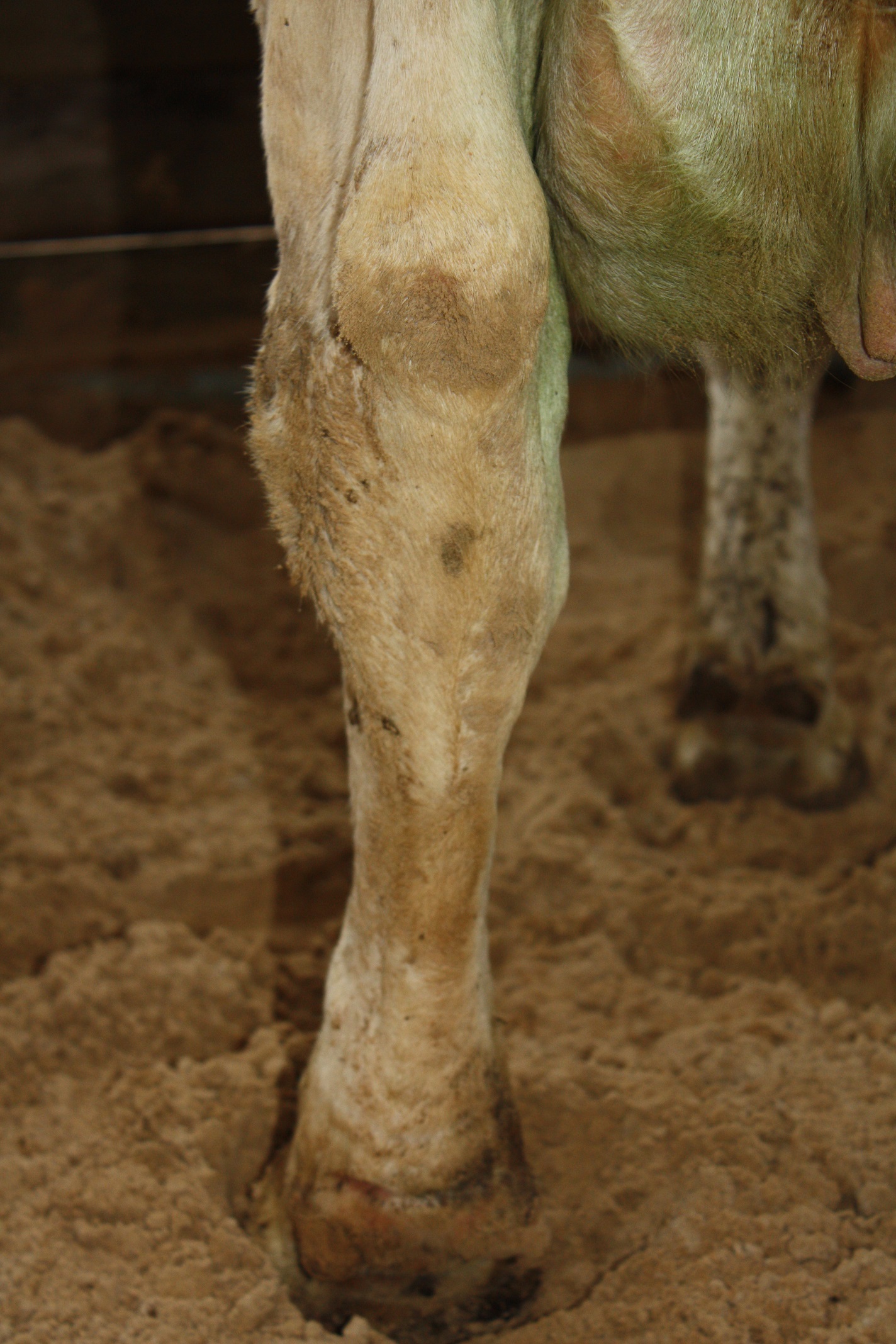 Hair loss, lesions and swellings in dairy cows AssureWel